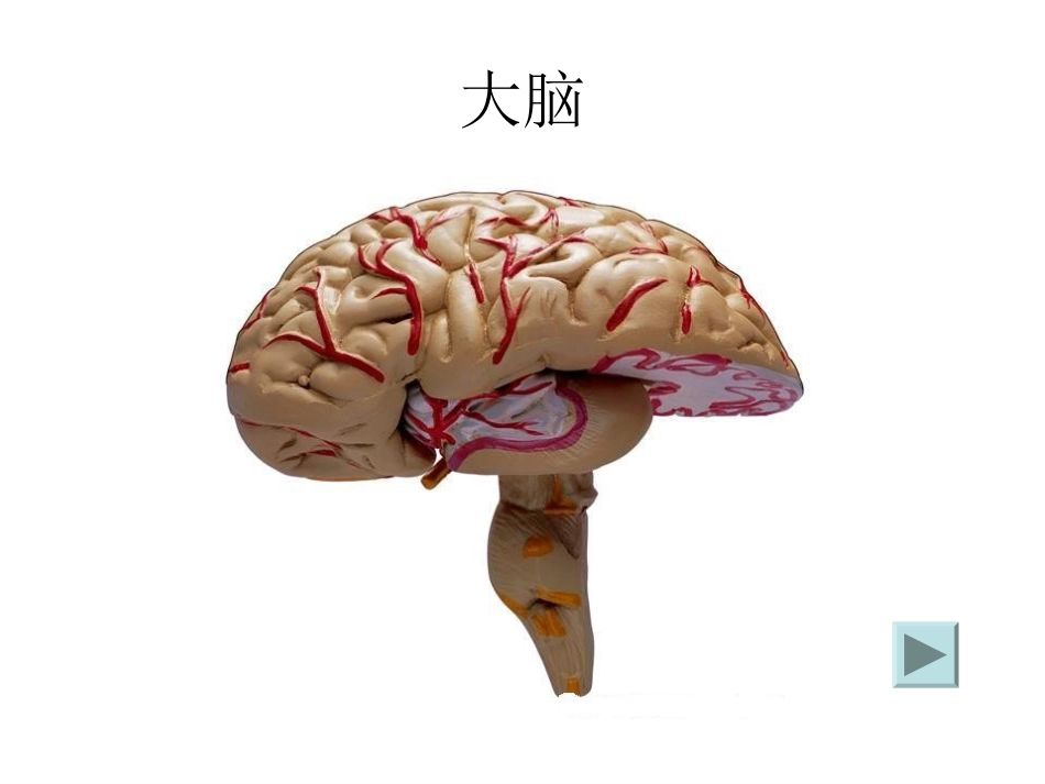 爱护自己的身体课件_第3页