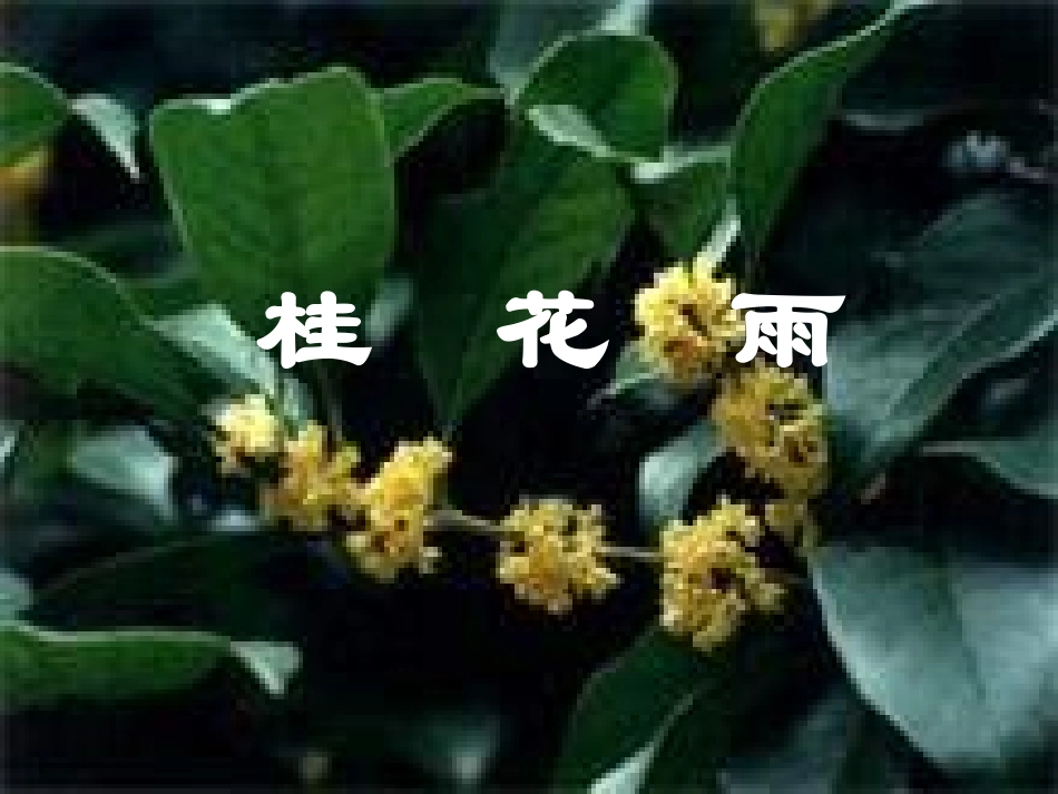 小学语文五年级上册《桂花雨》PPT课件_第2页