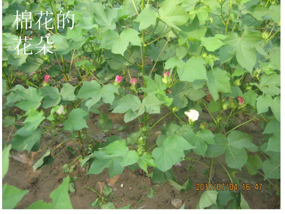 棉花姑娘__课件_第2页
