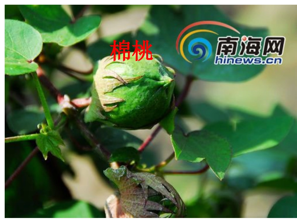棉花姑娘__课件_第3页