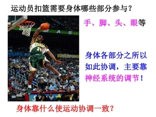 第二节神经系统的组成新