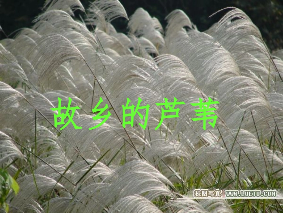 《故乡的芦苇》课件_第1页