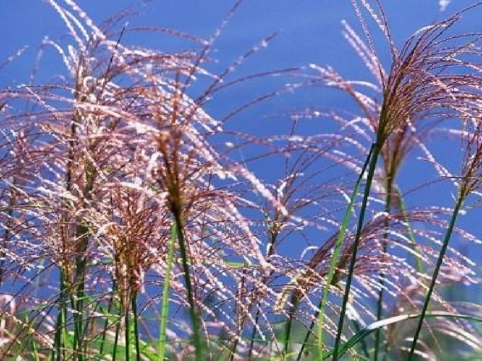 《故乡的芦苇》课件_第3页