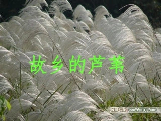 《故乡的芦苇》课件