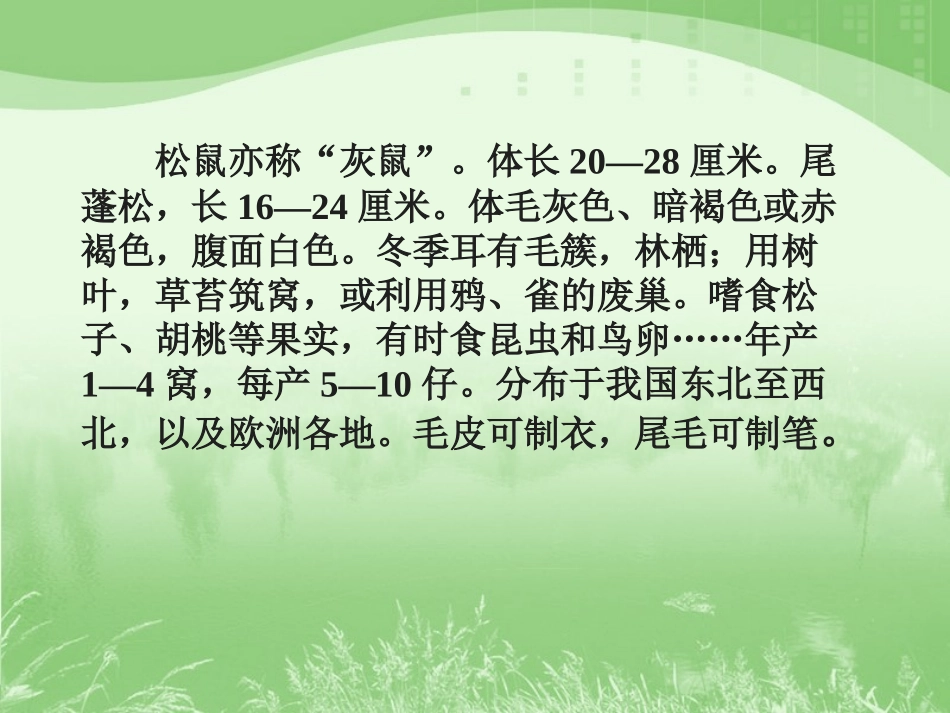 人教版五年级语文上册第三组《10松鼠》PPT课件_第2页