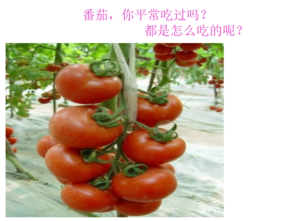 三年级上册科学《红番茄》粤教版_第2页