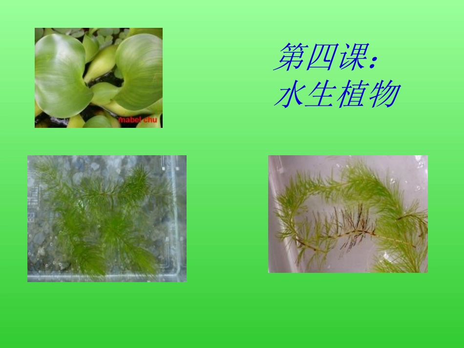 高志恩《水生植物》PPT课件_第1页