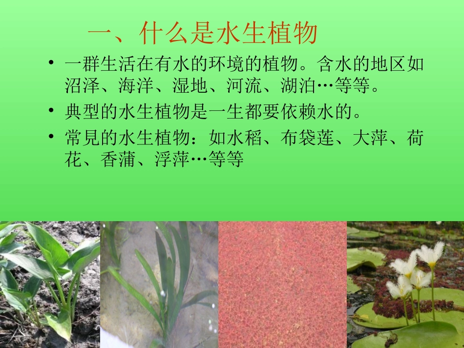 高志恩《水生植物》PPT课件_第2页