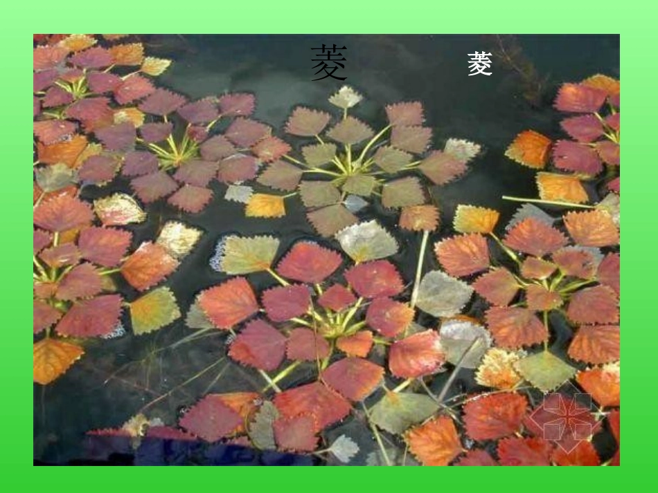 高志恩《水生植物》PPT课件_第3页