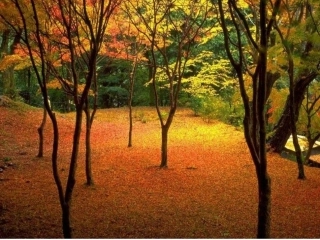 秋天的图画课件 (2)