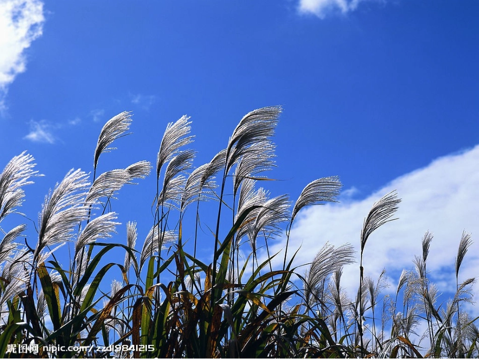 小学美术《风儿吹过》课件_第2页