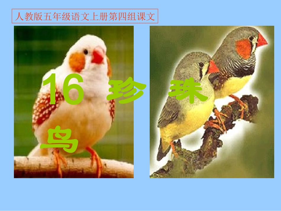 人教版五年级语文上册第四组《16珍珠鸟》PPT课件 (2)_第1页