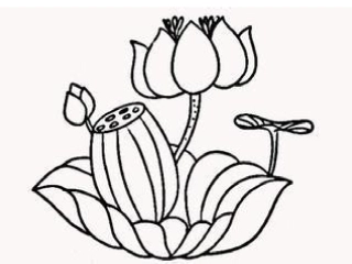 荷花图片简笔画