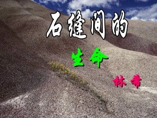 语文版语文九年级下第2课《石缝间的生命》课件