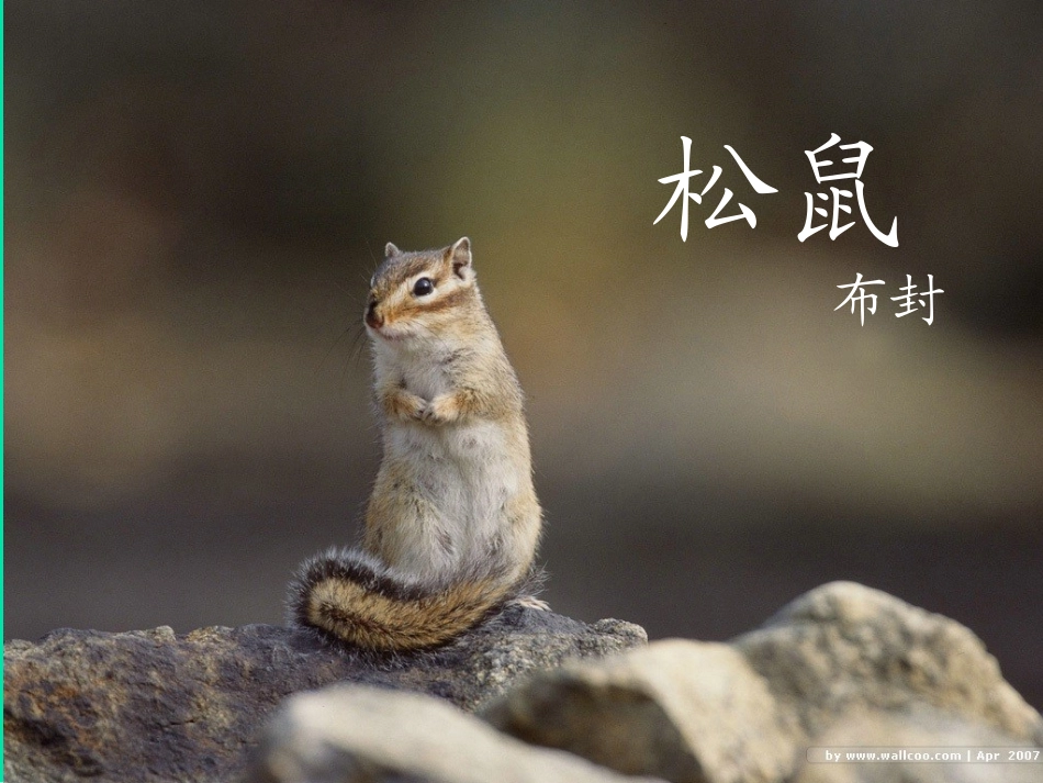 五年级上册语文第10课《松鼠》PPT (3)_第1页