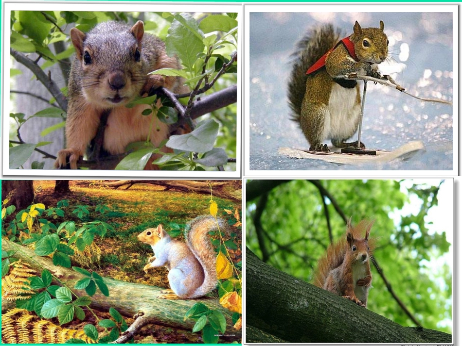 五年级上册语文第10课《松鼠》PPT (3)_第2页