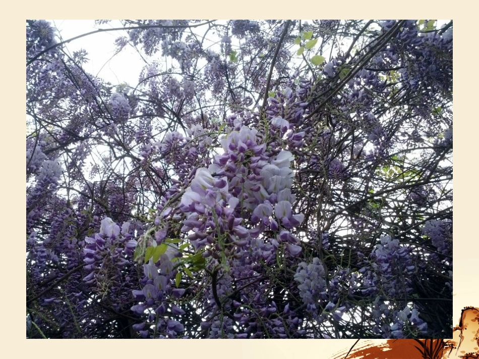 《紫藤萝瀑布》公开课_第1页