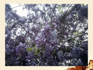 《紫藤萝瀑布》公开课