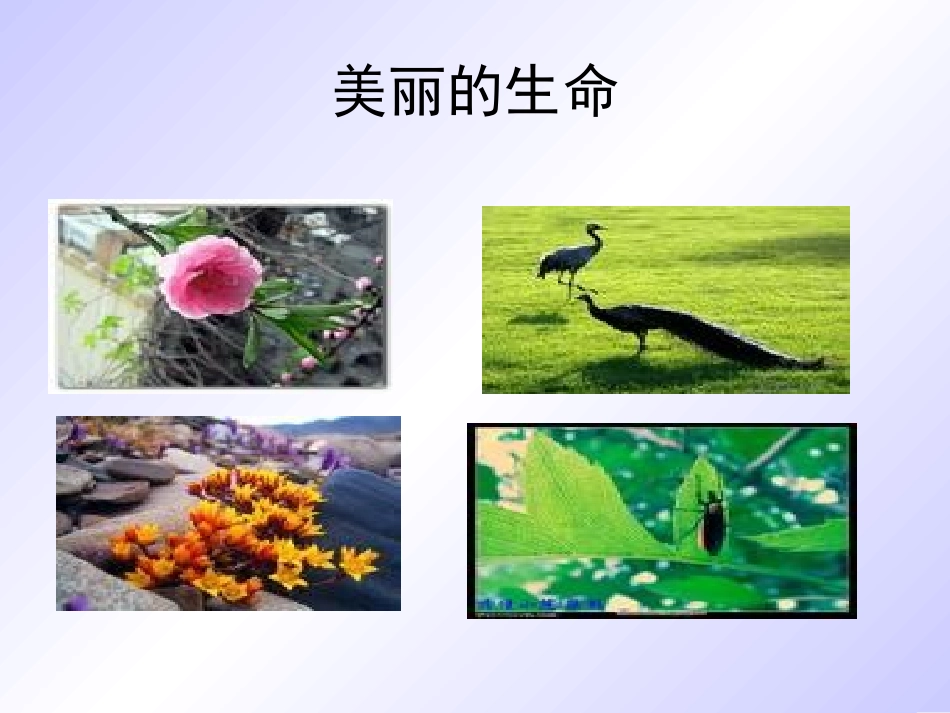 语文七年级上册《短文两篇·蝉·贝壳》_第1页