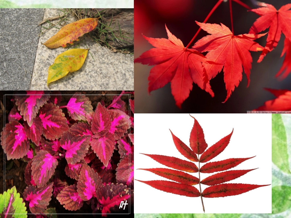 小学科学三年级上册植物的叶_第3页