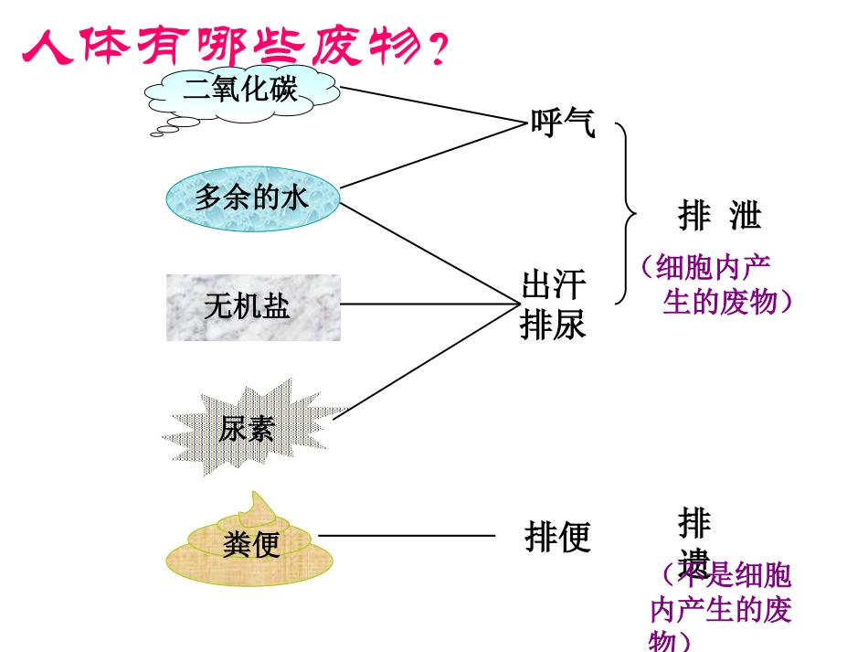 《人体内废物的排出》课件_第2页