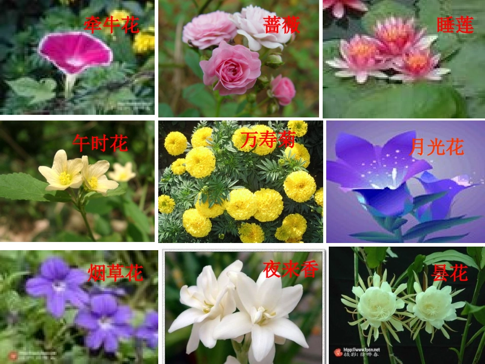 观察日记——第四单元习作指导 (2)_第2页