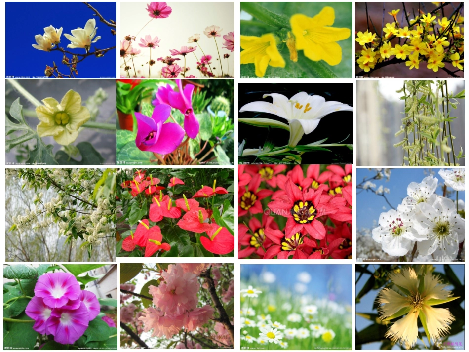 科学四下各种各样的花_第2页
