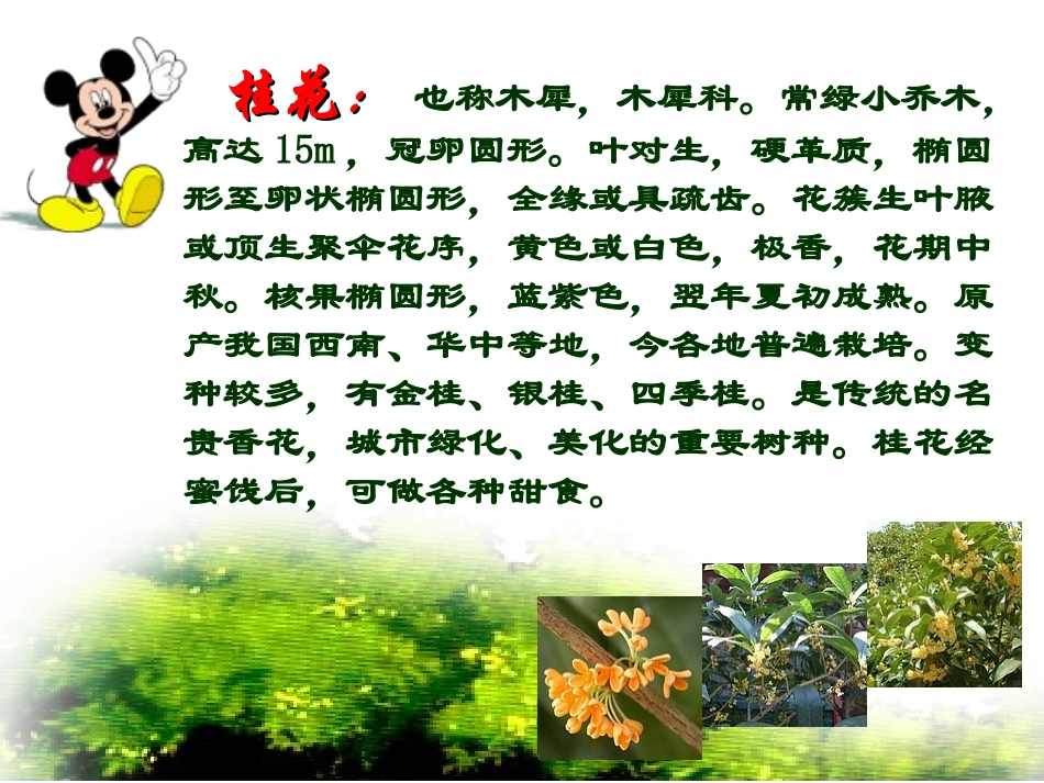 人教版五年级语文上册《桂花雨》课件 (5)_第3页