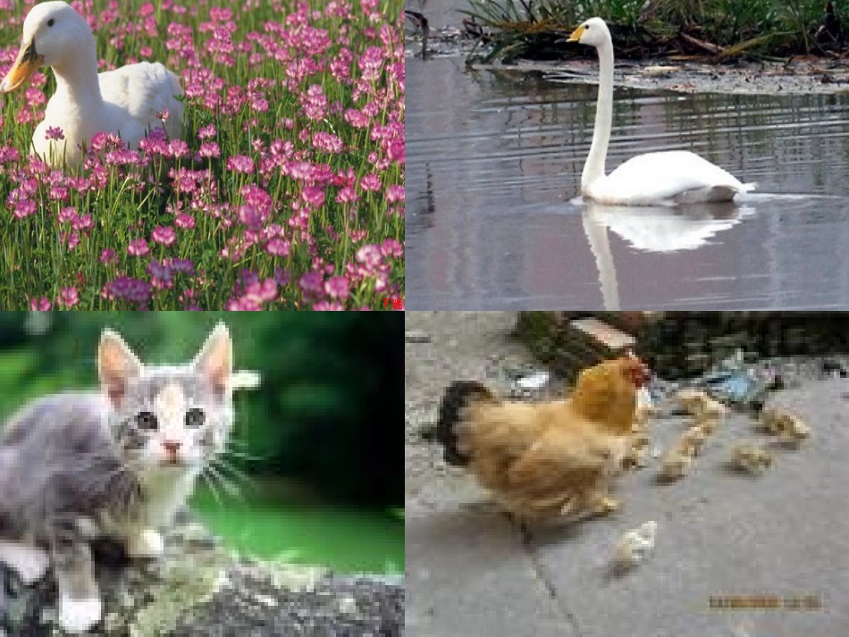 小学四年级作文写自己喜欢的一种小动物_第3页