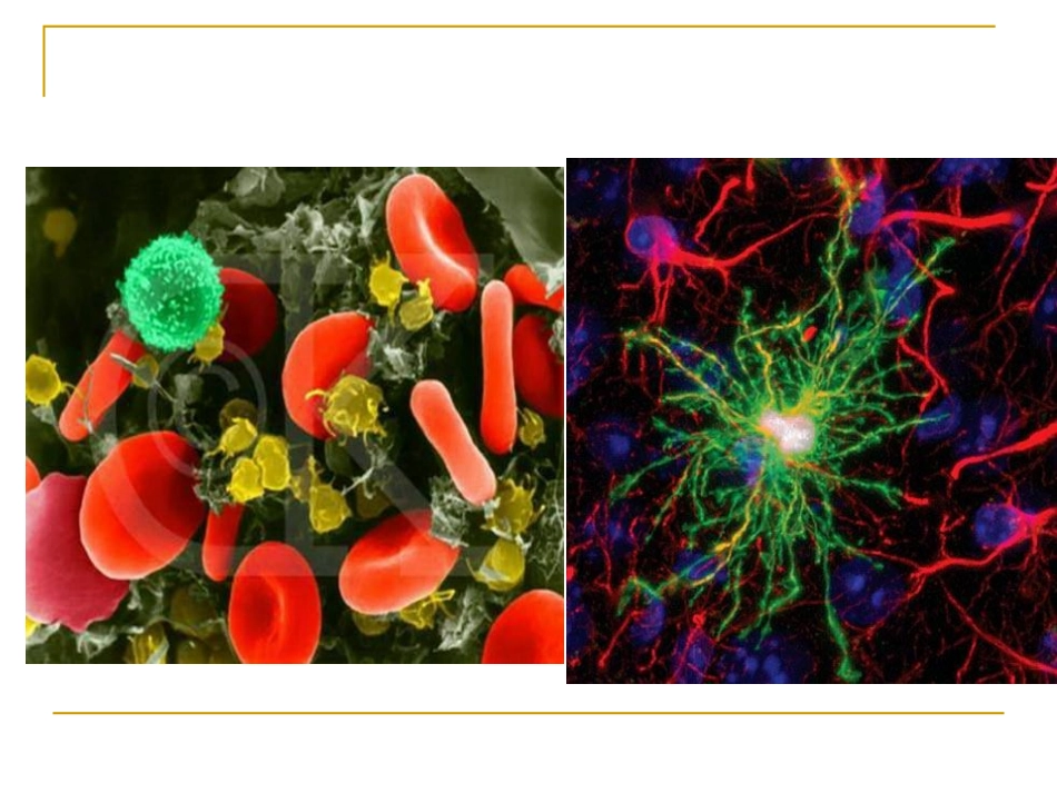 第1章第2节细胞的多样性和统一性_第3页