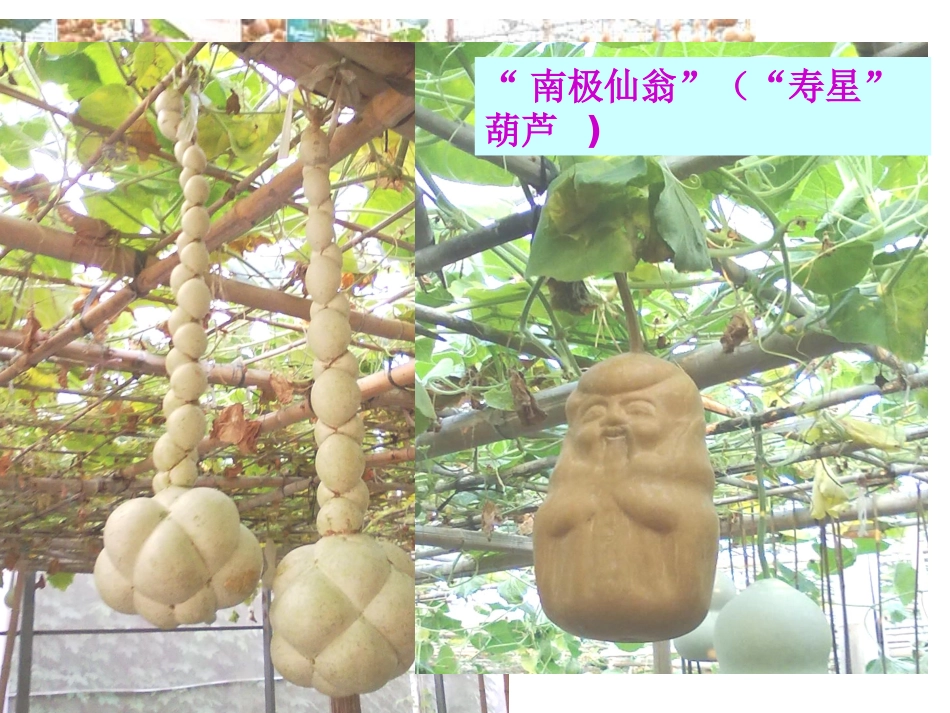 生物育种（一轮课件）_第2页