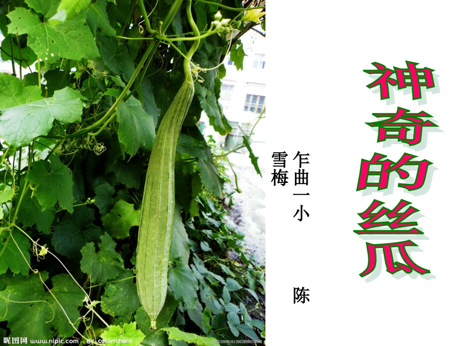 《神奇的丝瓜》01_第1页
