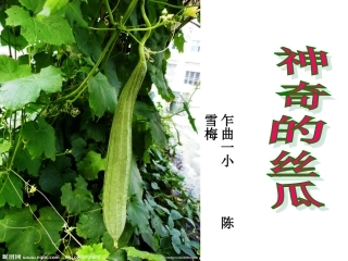 《神奇的丝瓜》01