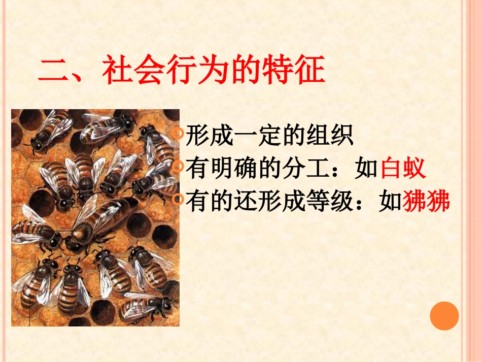 《社会行为》课件4_第3页