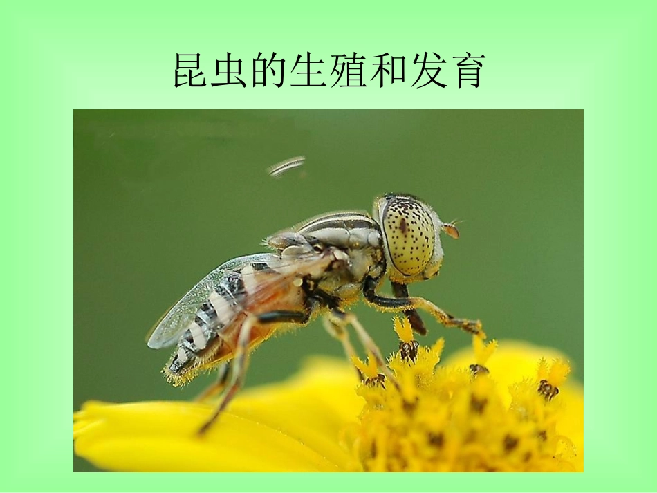 昆虫的生殖和发育 (2)_第1页
