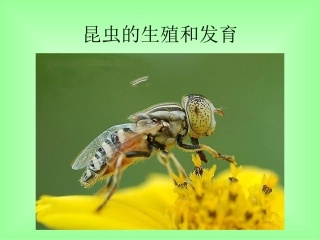 昆虫的生殖和发育 (2)