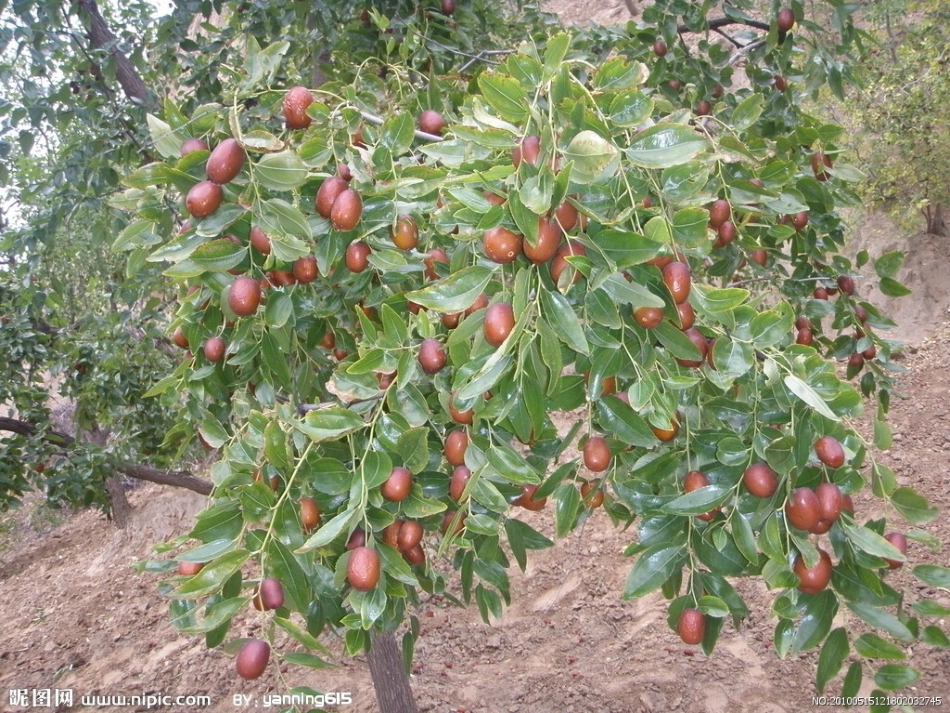 小柳树和小枣树课件_第2页