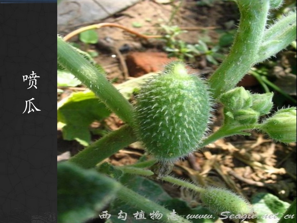 把种子散播到远处-_第2页