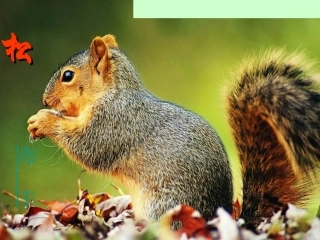 《松鼠》课件