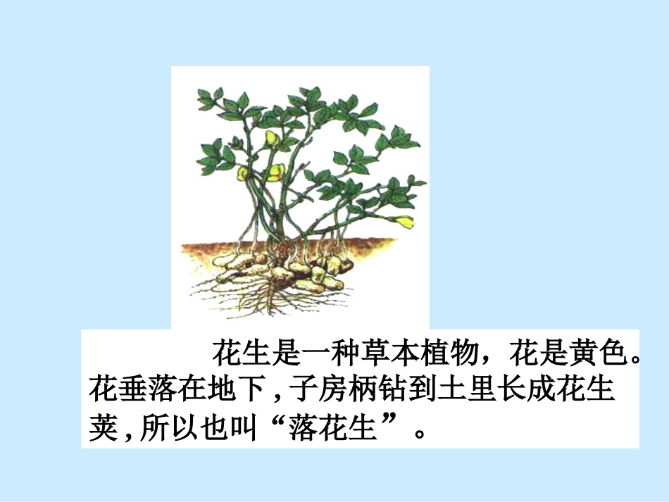王琳小学《落花生》课件2_第2页