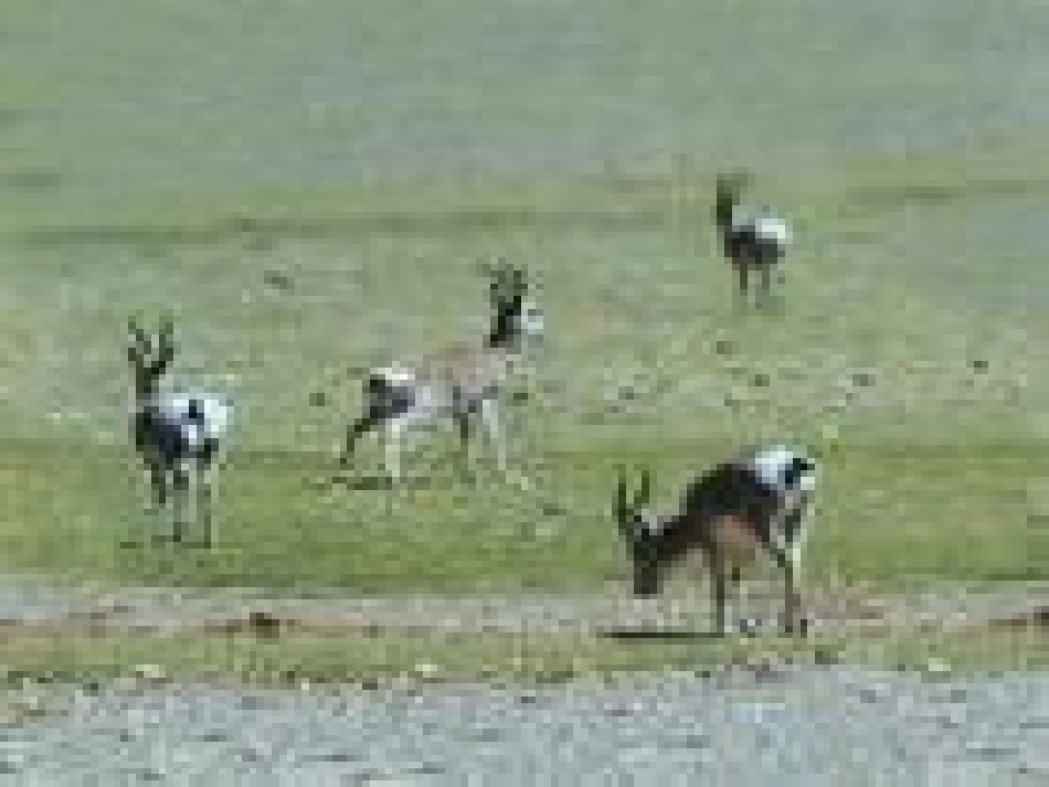 斑羚飞渡 (2)_第2页