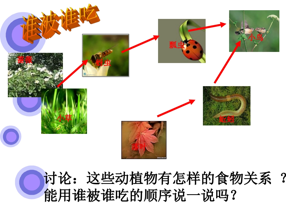 食物链和食物网PPT材料_第3页