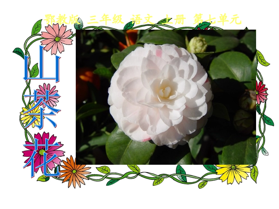 三年级语文上册山茶花1课件鄂教版_第2页