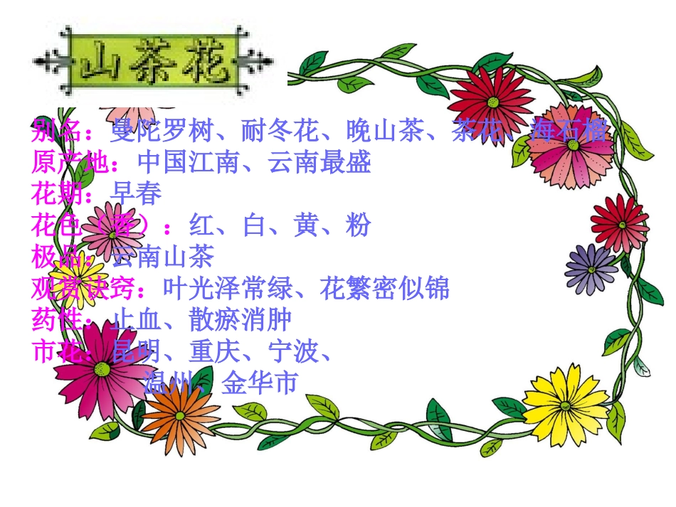 三年级语文上册山茶花1课件鄂教版_第3页