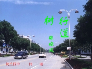 行道树课件 (2)