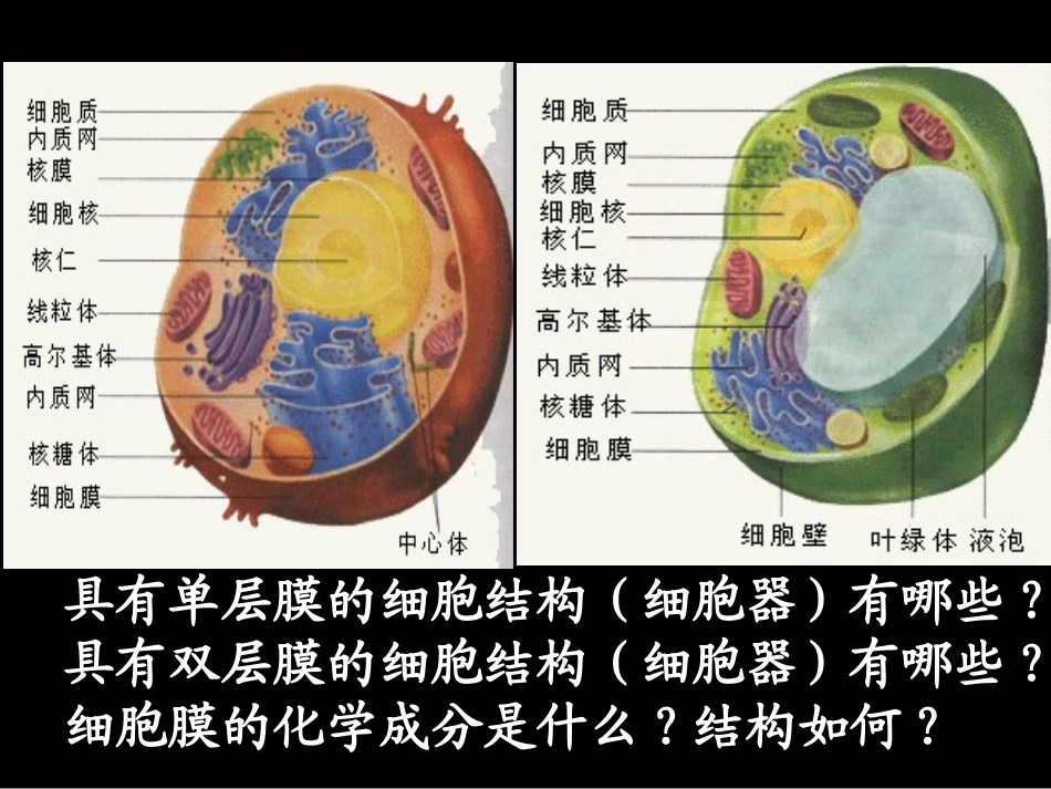 细胞的生物膜系统_第2页
