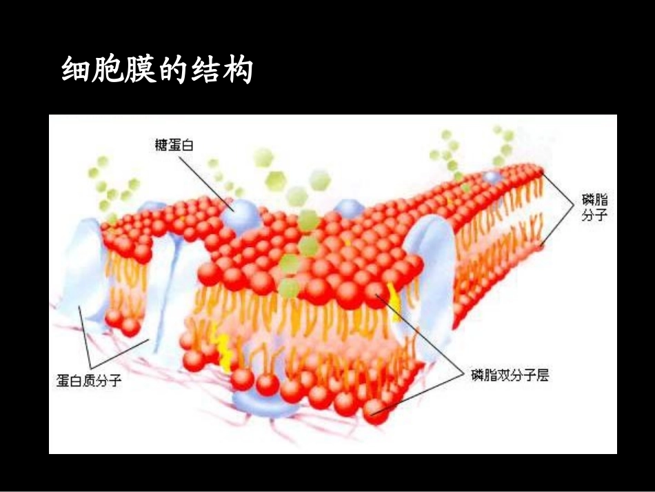 细胞的生物膜系统_第3页