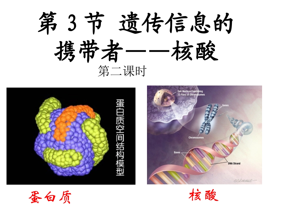 生物必修一核酸课件_第1页