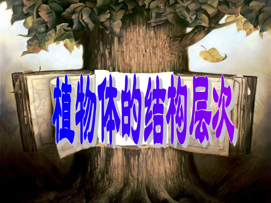 植物体的结构层次用_第3页