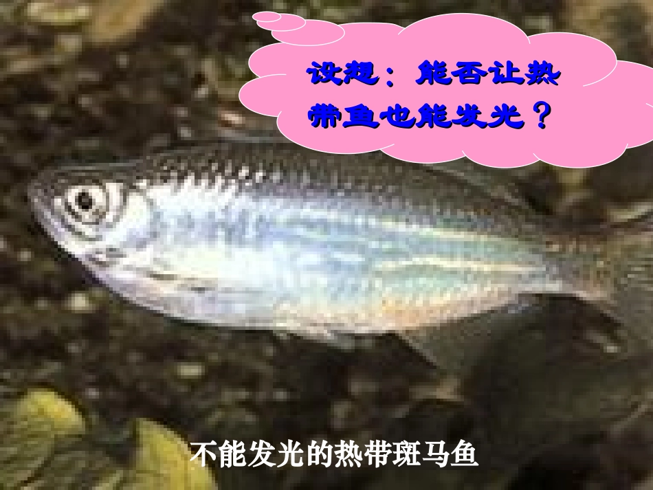 现代生物技术(八年级)_第3页